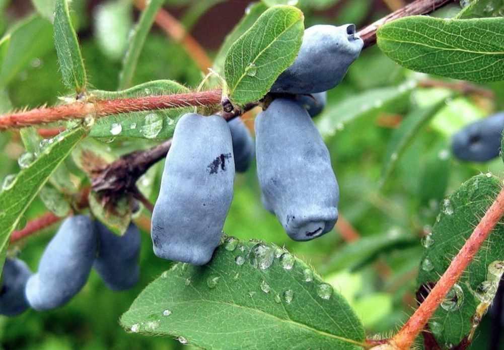 Жимолость колокольчик. Жимолость куст. Жимолость съедобная (Lonicera edulis). Жимолость Соловей. Жимолость фиалка.